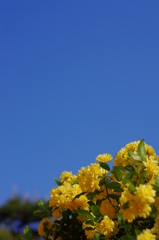 木香薔薇PENTAXブルー