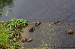 海老川で横歩き