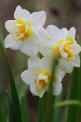 Narcissus triandrus cv.