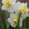 Narcissus triandrus cv.