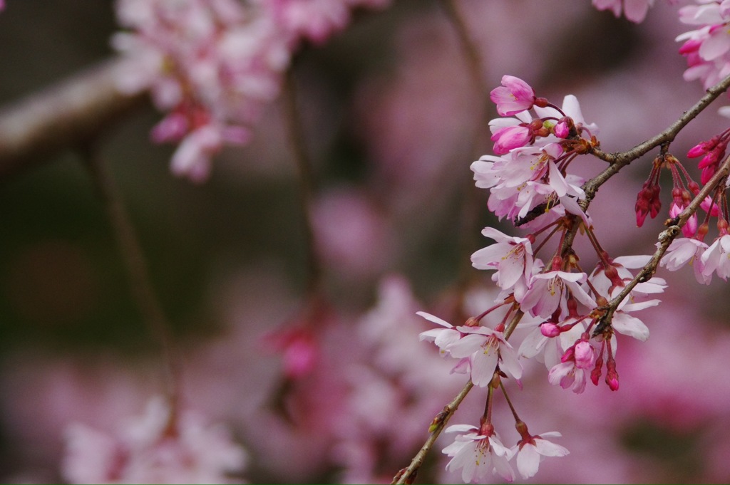 桜模様