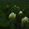 蕾が割れたり