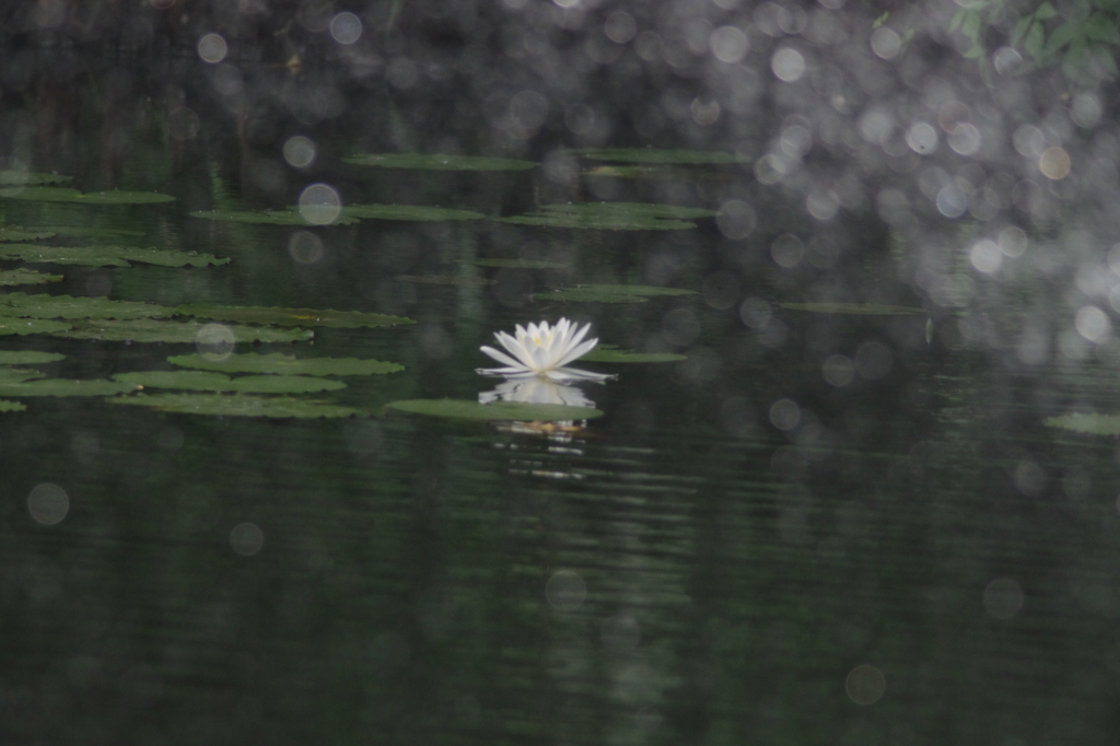 水浴び蓮