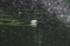水浴び蓮