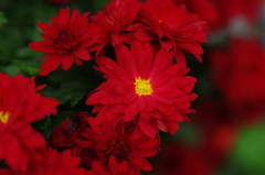 紅菊