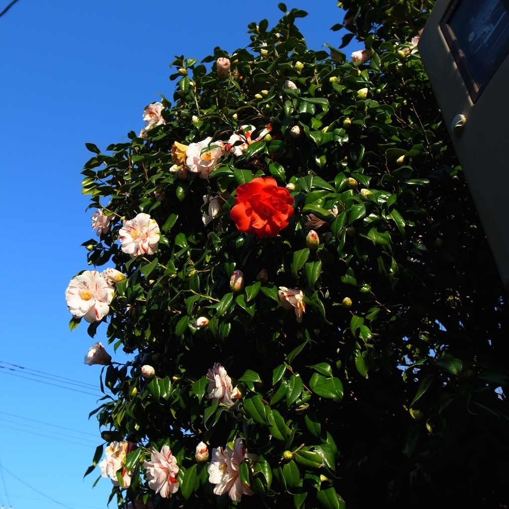 紅一点、なぜ一輪？