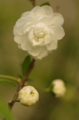 庭の花・何桜って言うの？