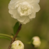 庭の花・何桜って言うの？