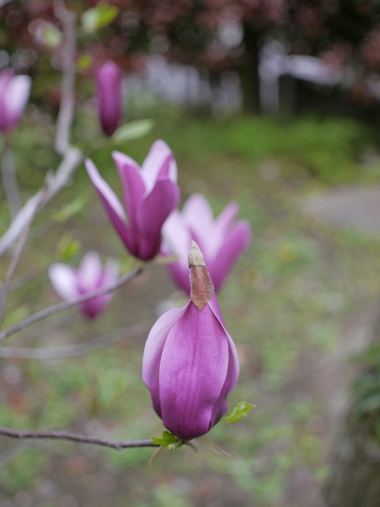 庭の花：モクレン（明日仲間入り）