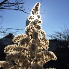 輝きの背高泡立草