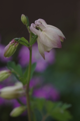 庭の花・なんだろう？