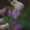 庭の花・なんだろう？