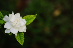 庭の花：くちなしの白い花