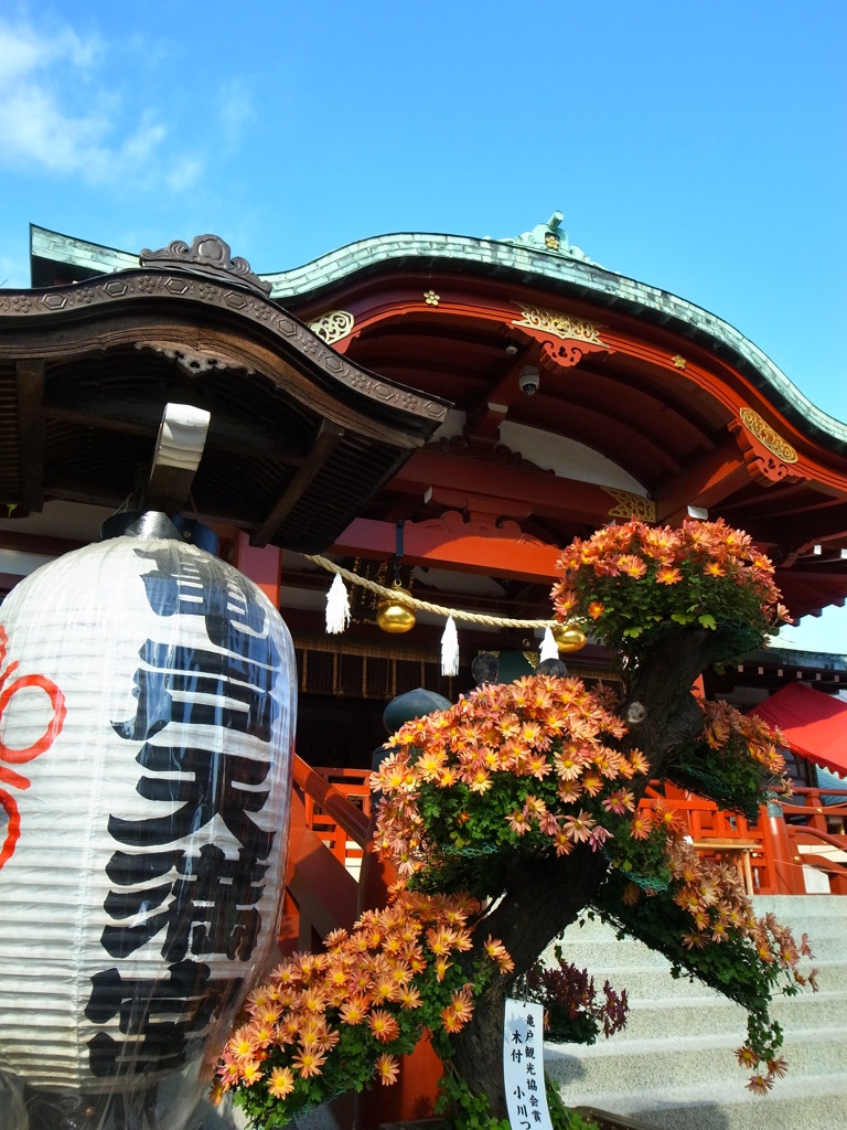 亀戸水神菊祭り