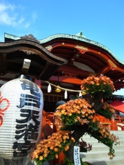 亀戸水神菊祭り