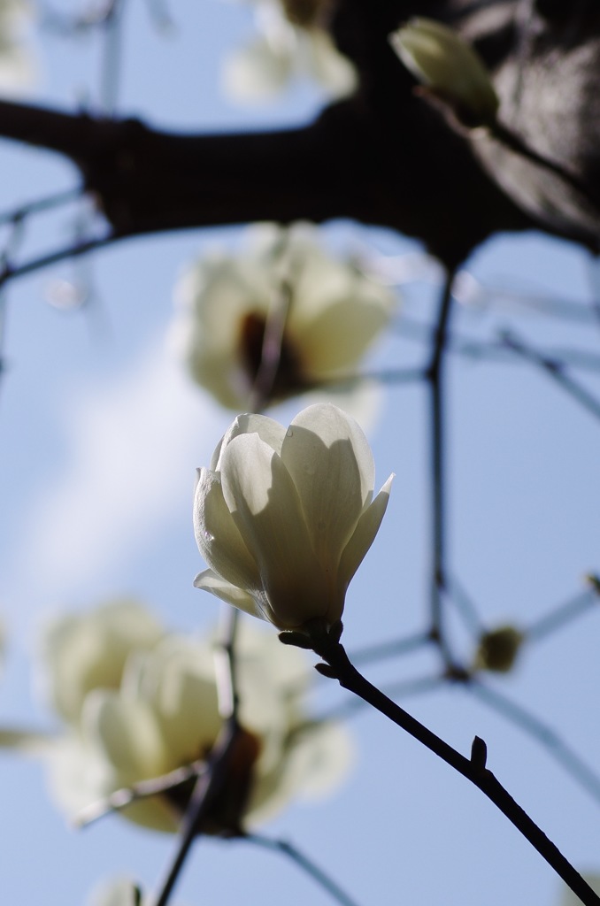 庭の花：モクレン