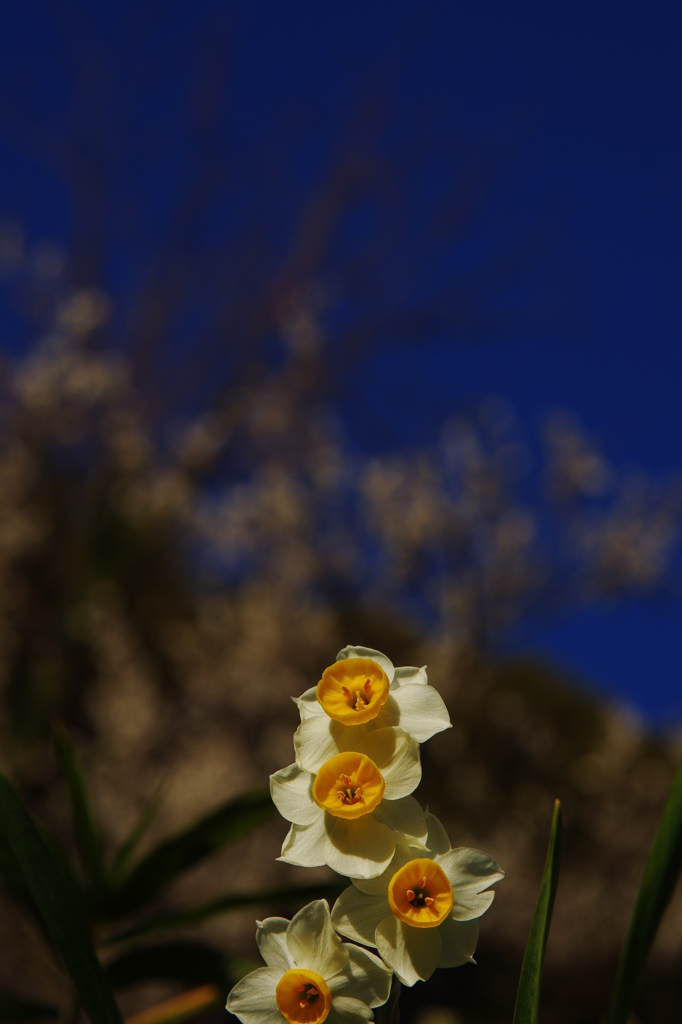 水仙