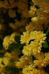木香薔薇