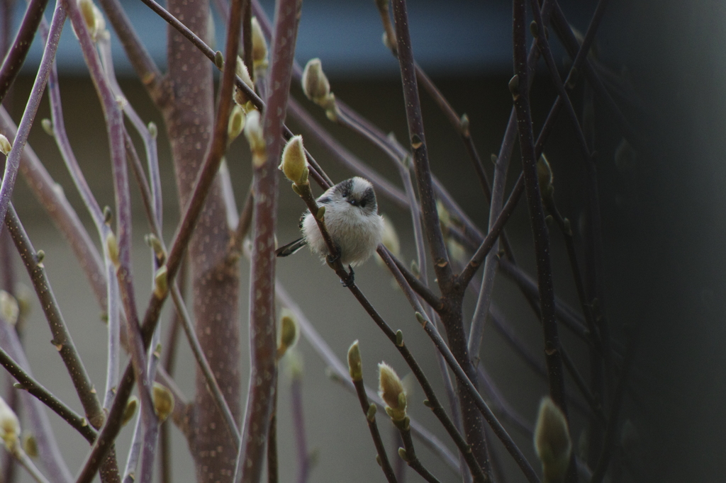庭の鳥・エナガ