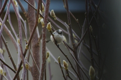 庭の鳥・エナガ