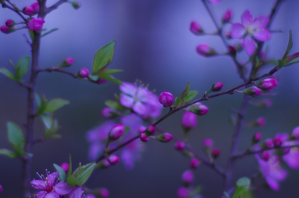 庭の花：名の知らぬサクラが咲きました