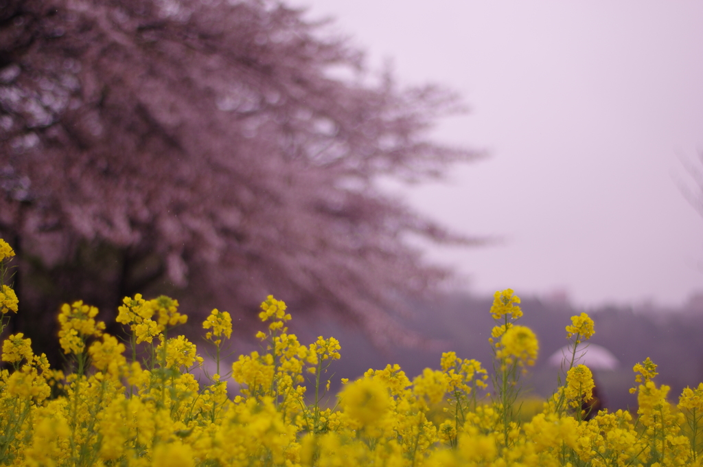 雨の日の菜の花、雨の日に桜