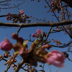 春や〜河津桜が綻ぶ