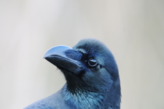 漆黒の瞳