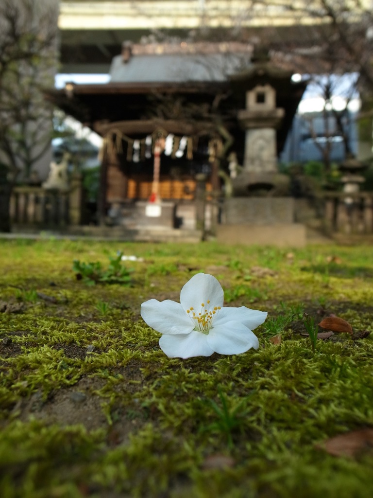 桜ぽとり