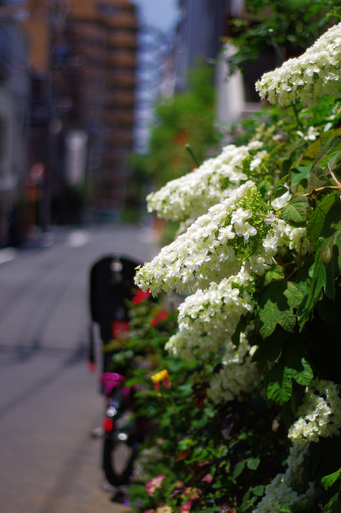 これでも紫陽花の仲間です