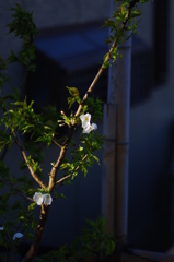 庭の花・夜桜