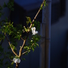 庭の花・夜桜