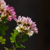 裏花