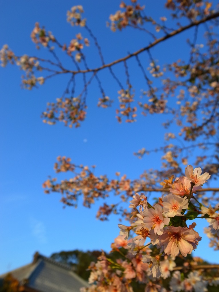 季節外れの月見桜