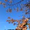 季節外れの月見桜