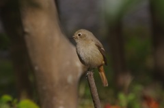 庭の鳥：さよならを告げるジョウビタキ♀