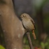 庭の鳥：さよならを告げるジョウビタキ♀