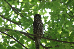 今年もアオバズクが来た～～～＾＾緑の中に