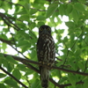 今年もアオバズクが来た～～～＾＾緑の中に