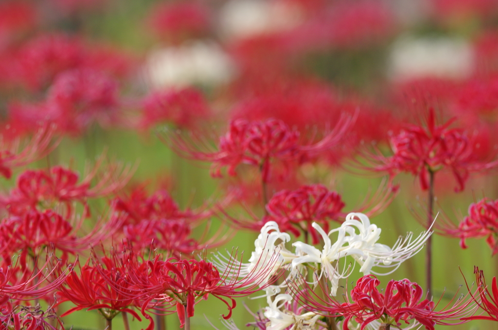 紅白