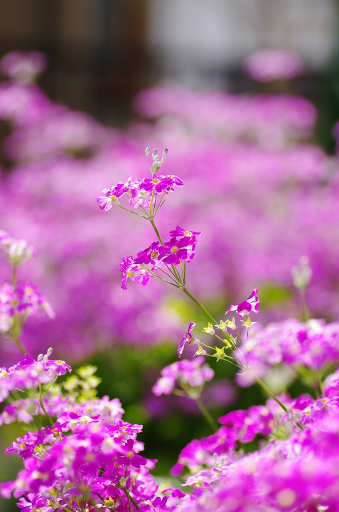 庭の花：さくら草