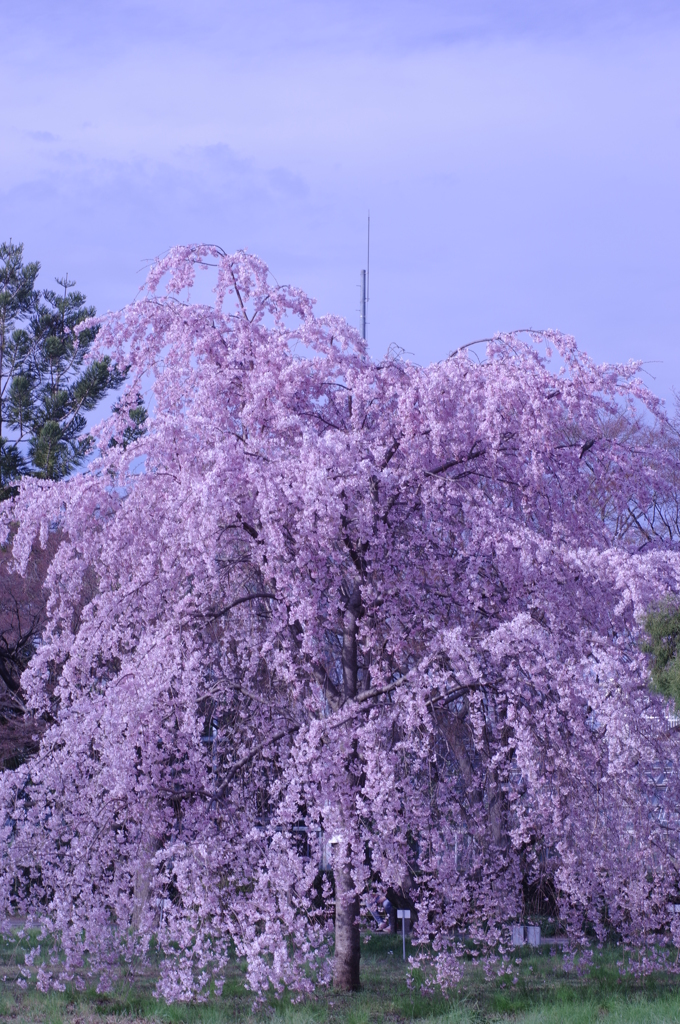 小石川の枝垂れ桜