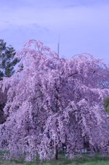 小石川の枝垂れ桜