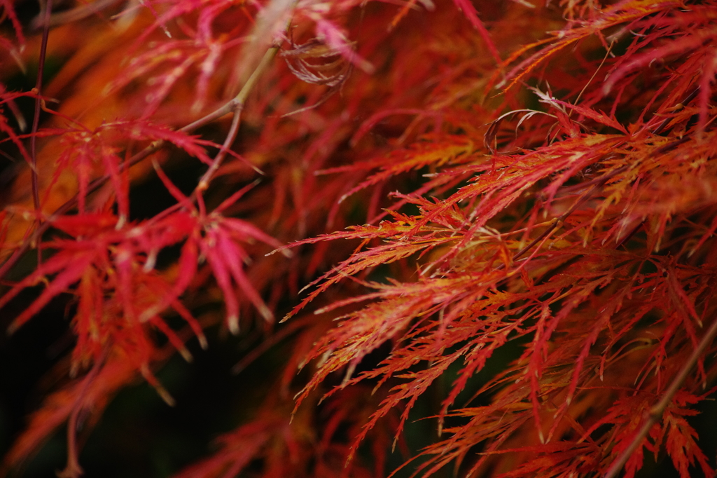 庭の秋　紅葉