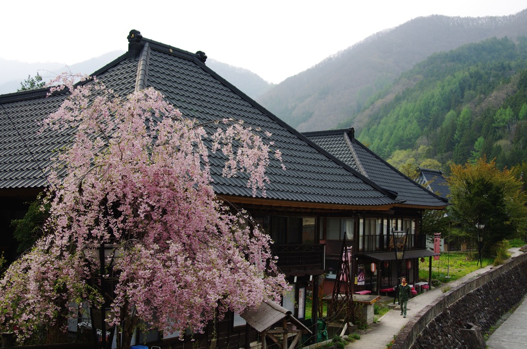 秘境の桜