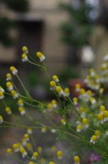 庭の花：花びらの時期が終わっても