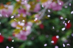 桜吹雪