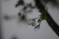 庭の花：祝開花：大島桜