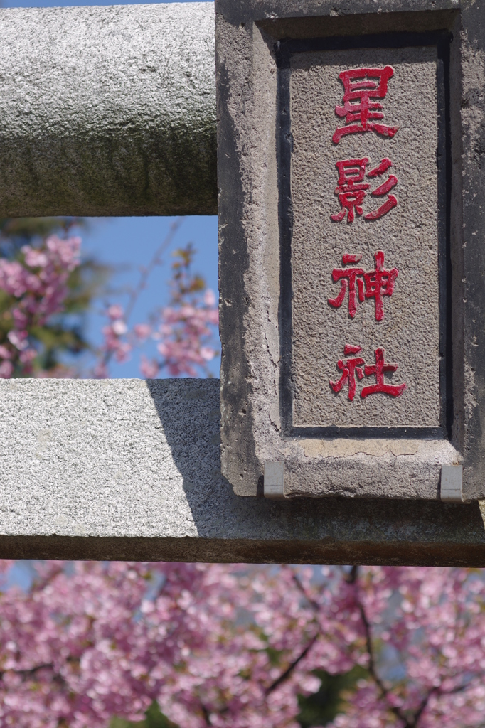 星桜影