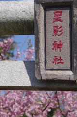 星桜影
